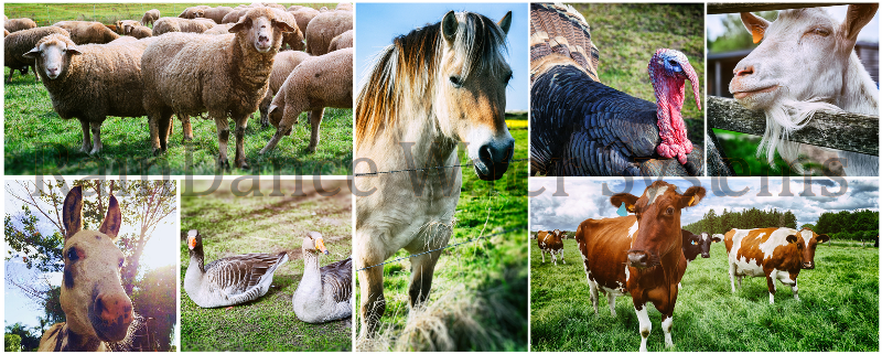 livestock equine farm animal water filters 